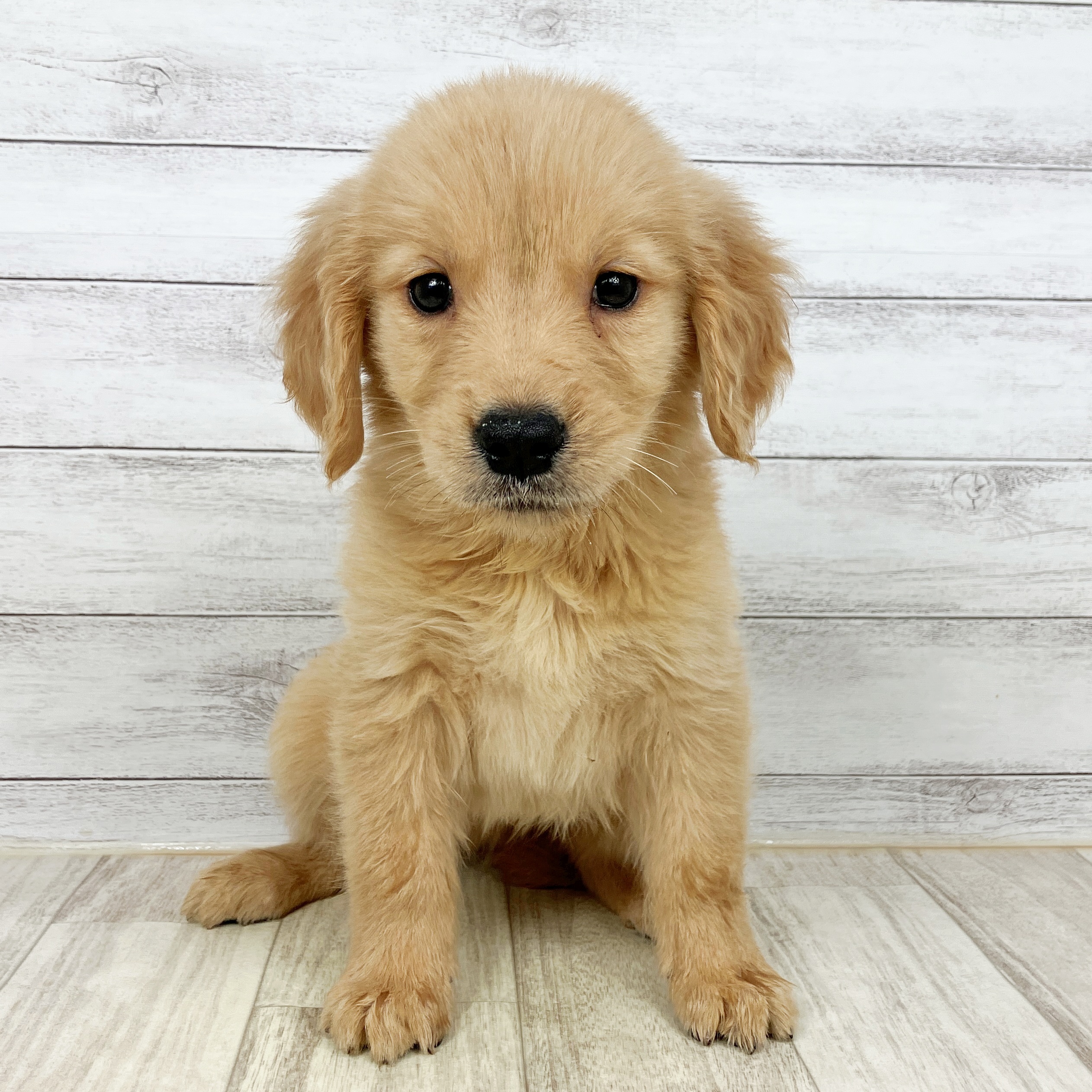 大阪府のゴールデンレトリバー (犬の家＆猫の里そよら東岸和田店/2025年10月3日生まれ/男の子/ゴールデン)の子犬