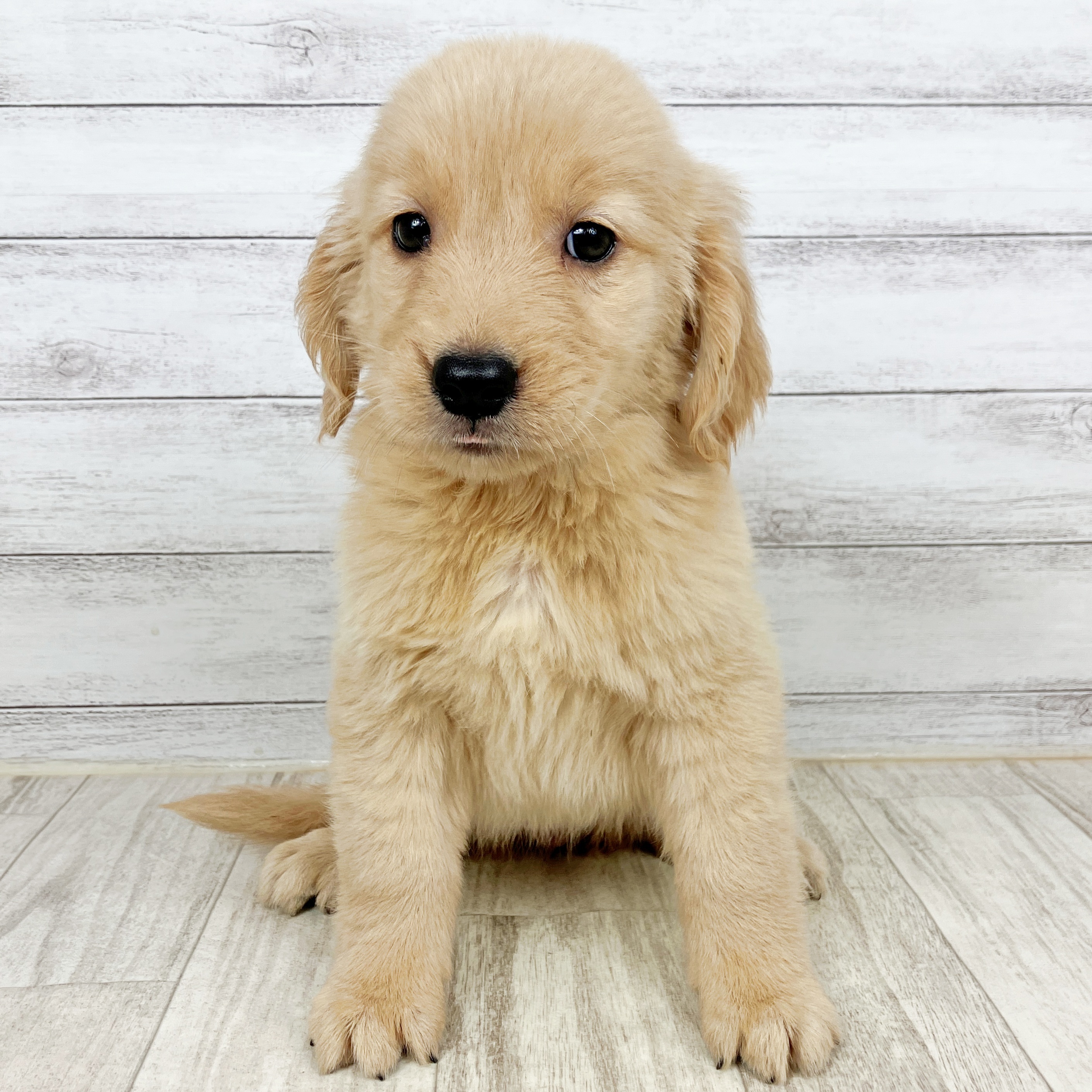 ゴールデンレトリバー女の子の写真