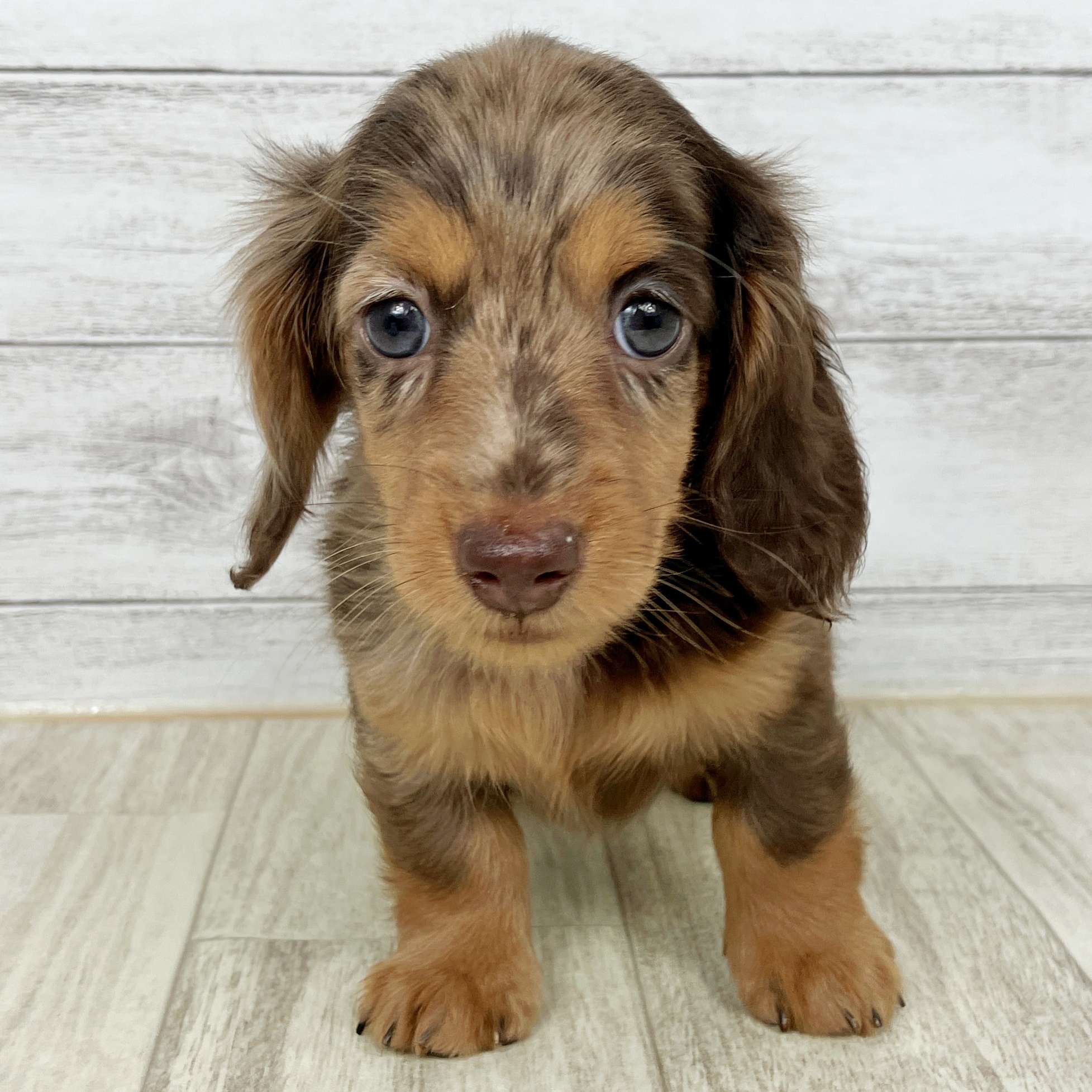 ミニチュアダックス女の子の写真