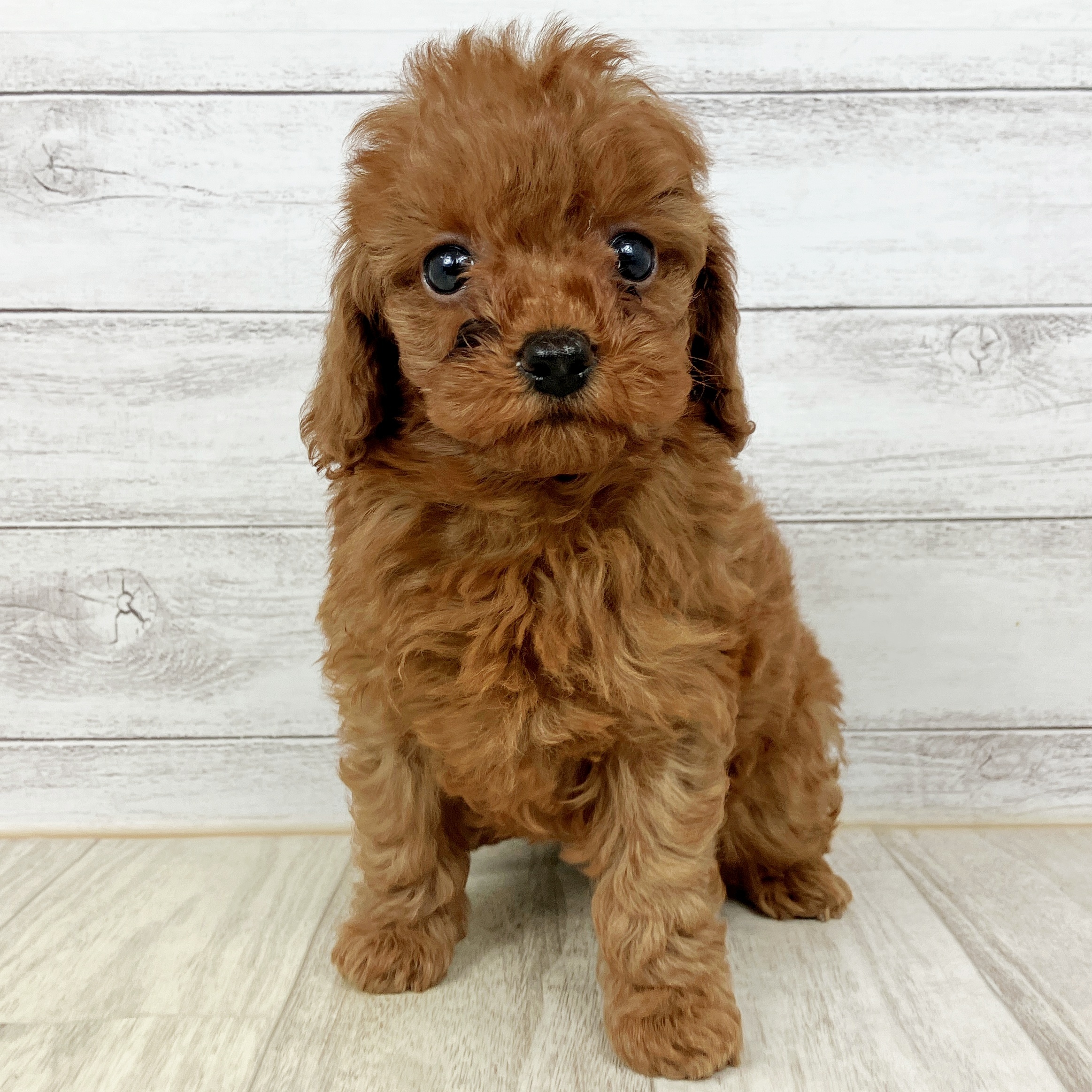 トイプードル女の子の写真