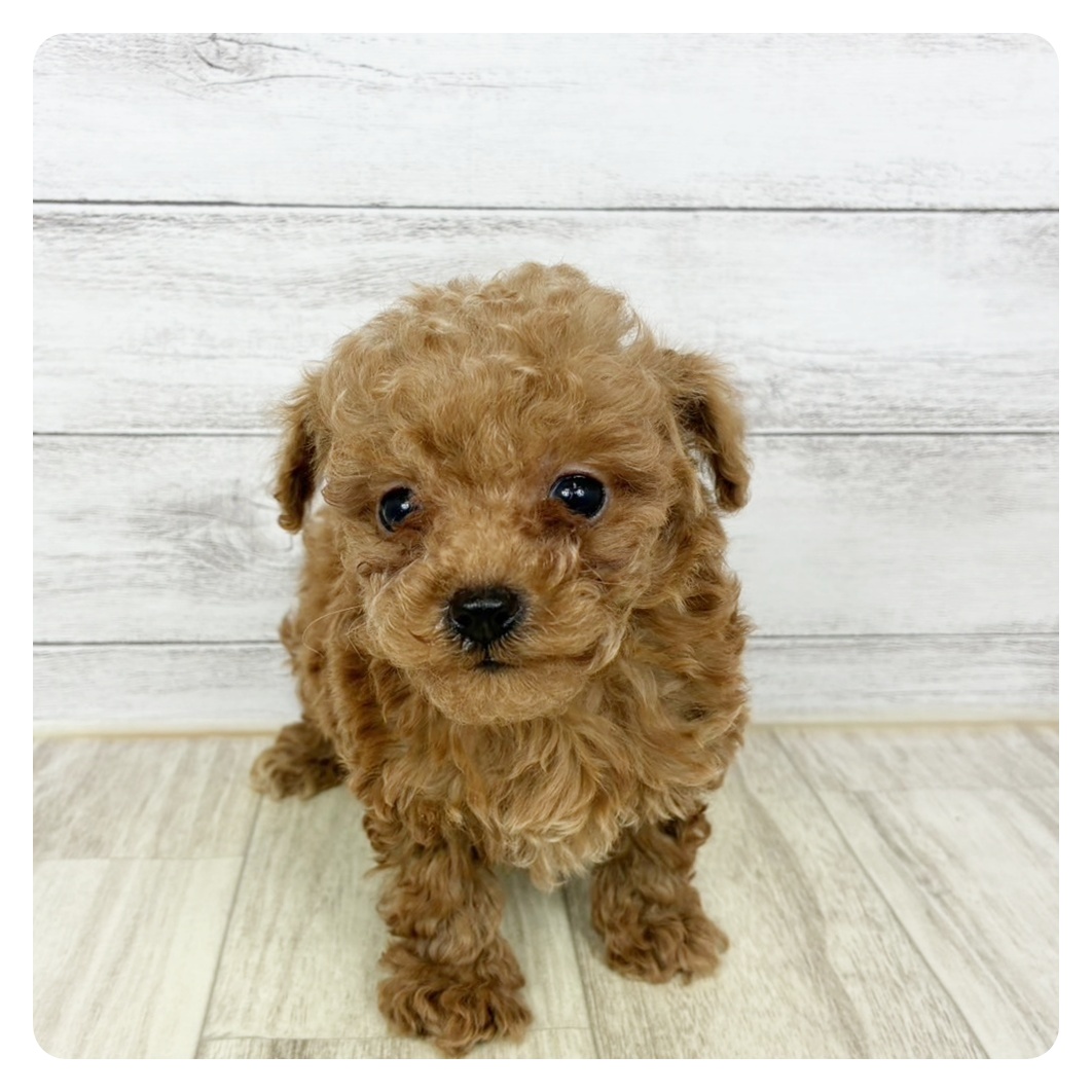 大阪府のトイプードル(タイニー) (犬の家＆猫の里そよら東岸和田店/2025年10月4日生まれ/男の子/レッド)の子犬