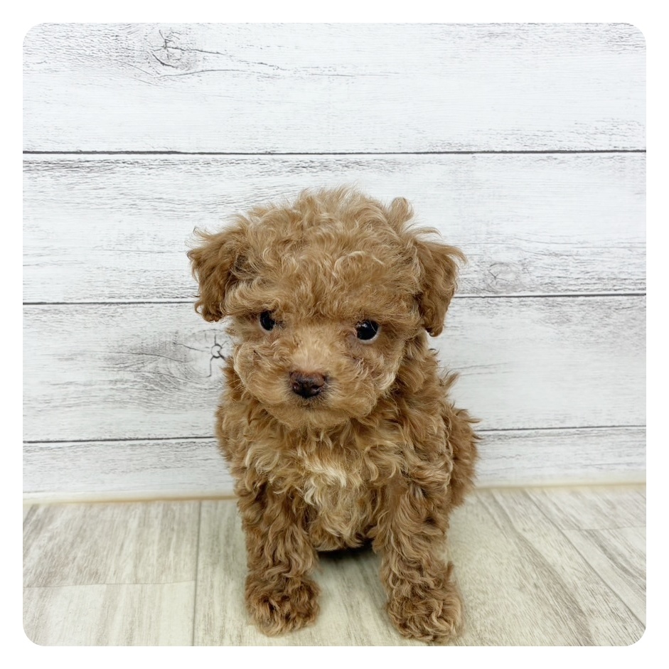 兵庫県のトイプードル(タイニー) (犬の家＆猫の里ゆめタウン姫路店/2025年10月4日生まれ/女の子/アプリコット)の子犬