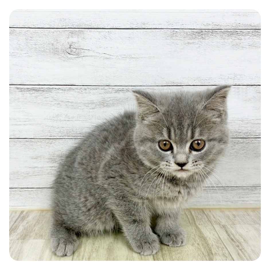 兵庫県のマンチカン (犬の家＆猫の里川西店/2025年9月27日生まれ/女の子/ブルータビー)の子猫