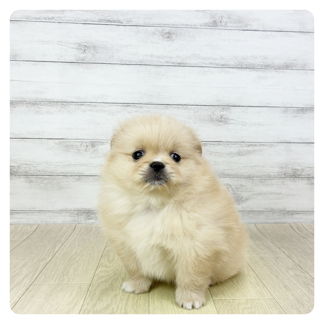 ハーフ犬女の子の写真