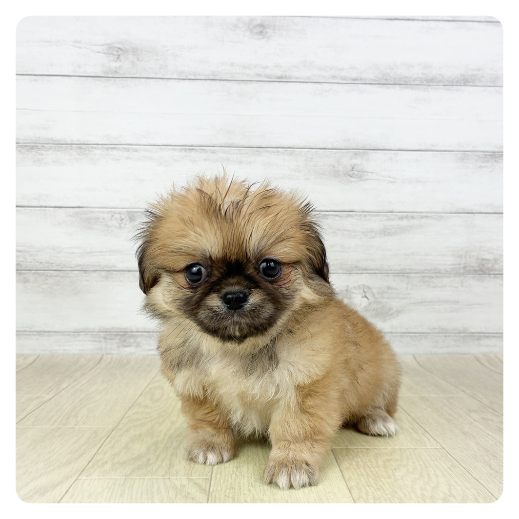 愛知県のチワペキ/ペキチー/ペキチワ(チワワ×ペキニーズ) (犬の家＆猫の里一宮店/2025年10月5日生まれ/女の子/フォーン)の子犬