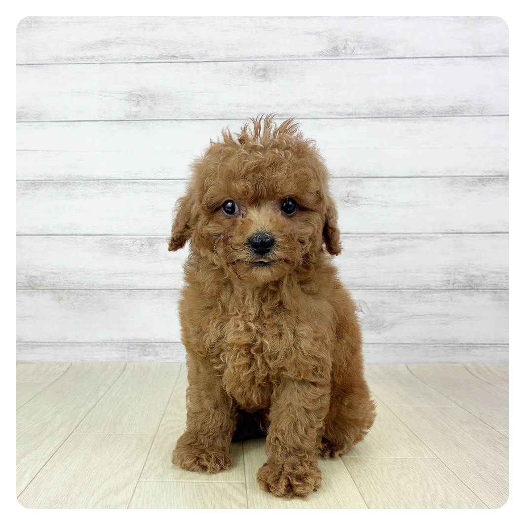 愛知県のトイプードル(トイ) (犬の家＆猫の里エアポートウォーク店/2025年10月5日生まれ/男の子/レッド)の子犬