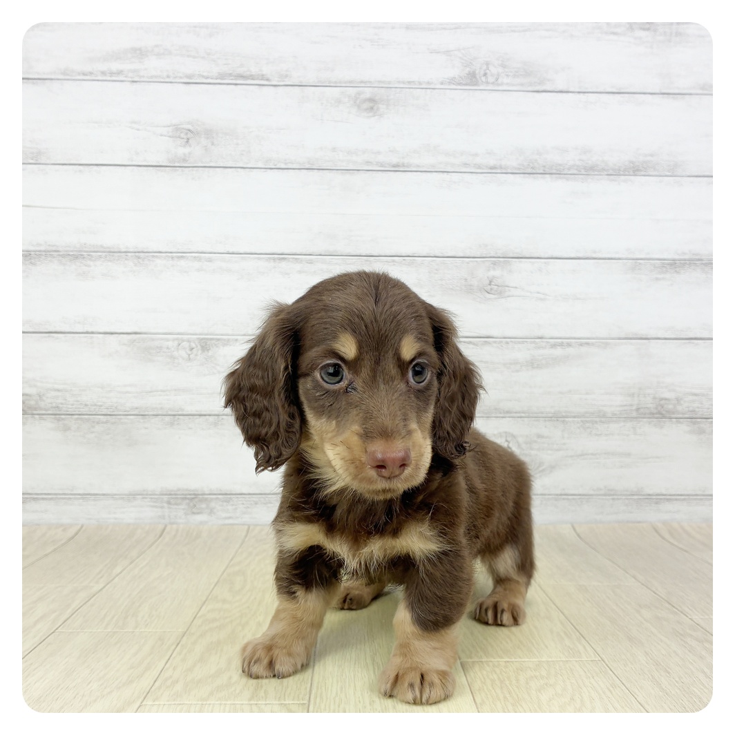 愛知県のミニチュアダックスフンド(ロング) (犬の家＆猫の里春日井本店/2025年10月5日生まれ/男の子/チョコレートタン)の子犬