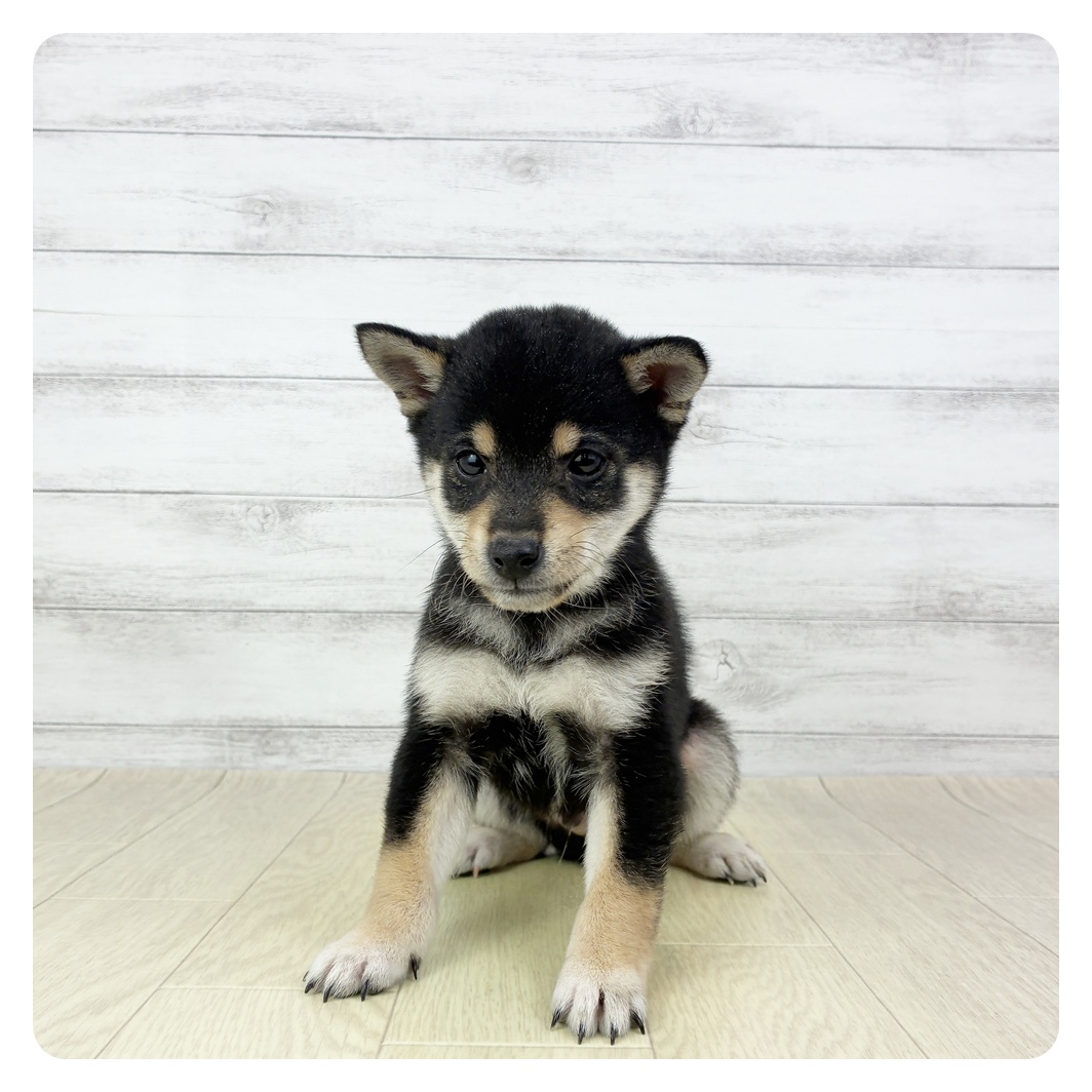 愛知県の豆柴 (犬の家＆猫の里春日井本店/2025年9月29日生まれ/男の子/黒)の子犬の1枚目の画像