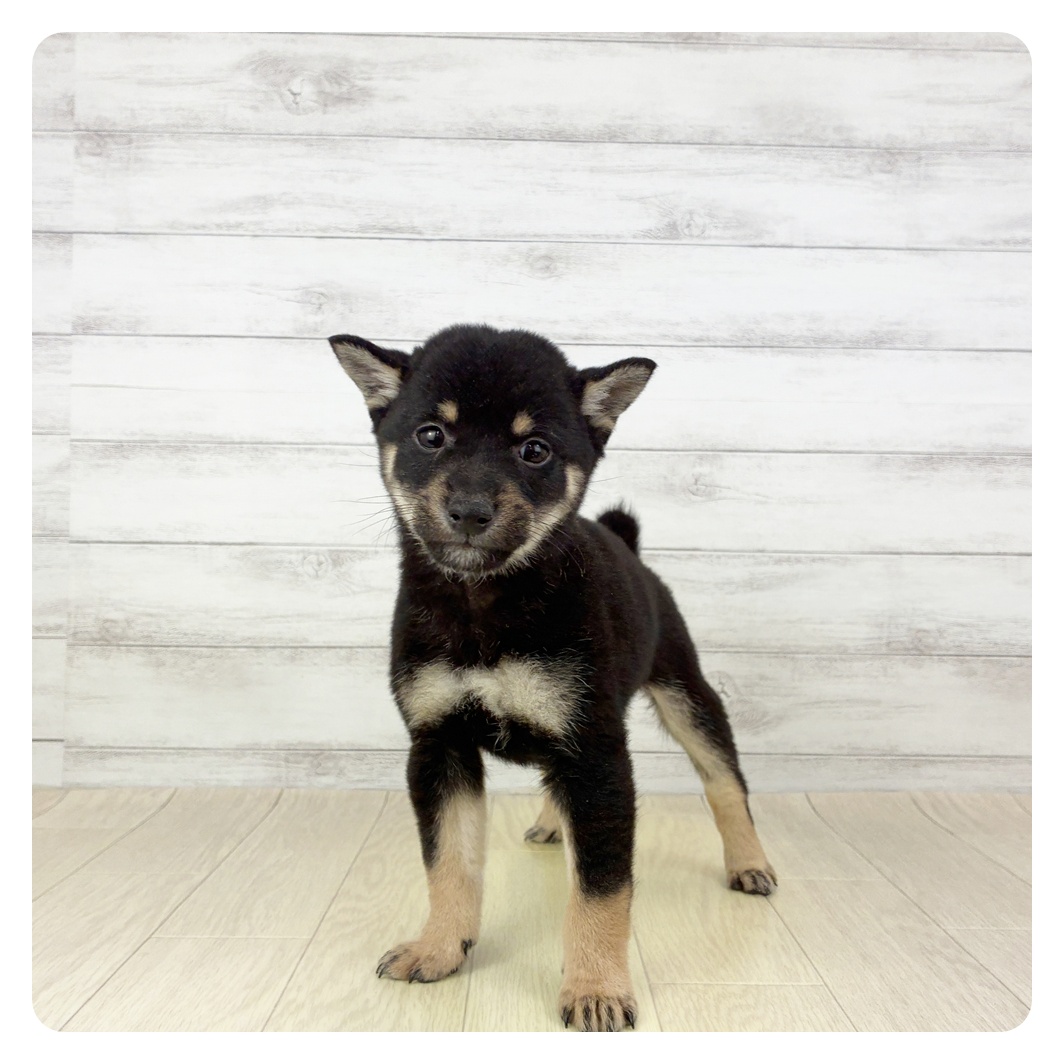 愛知県の豆柴 (犬の家＆猫の里エアポートウォーク店/2025年9月29日生まれ/男の子/黒)の子犬