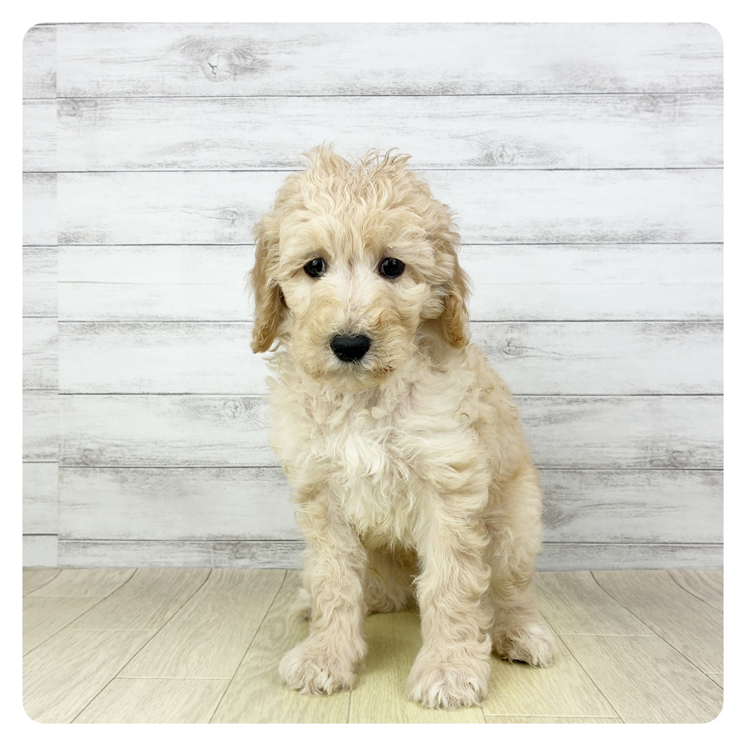 愛知県のスタンダードプードル (犬の家＆猫の里一宮店/2025年10月5日生まれ/男の子/クリーム)の子犬