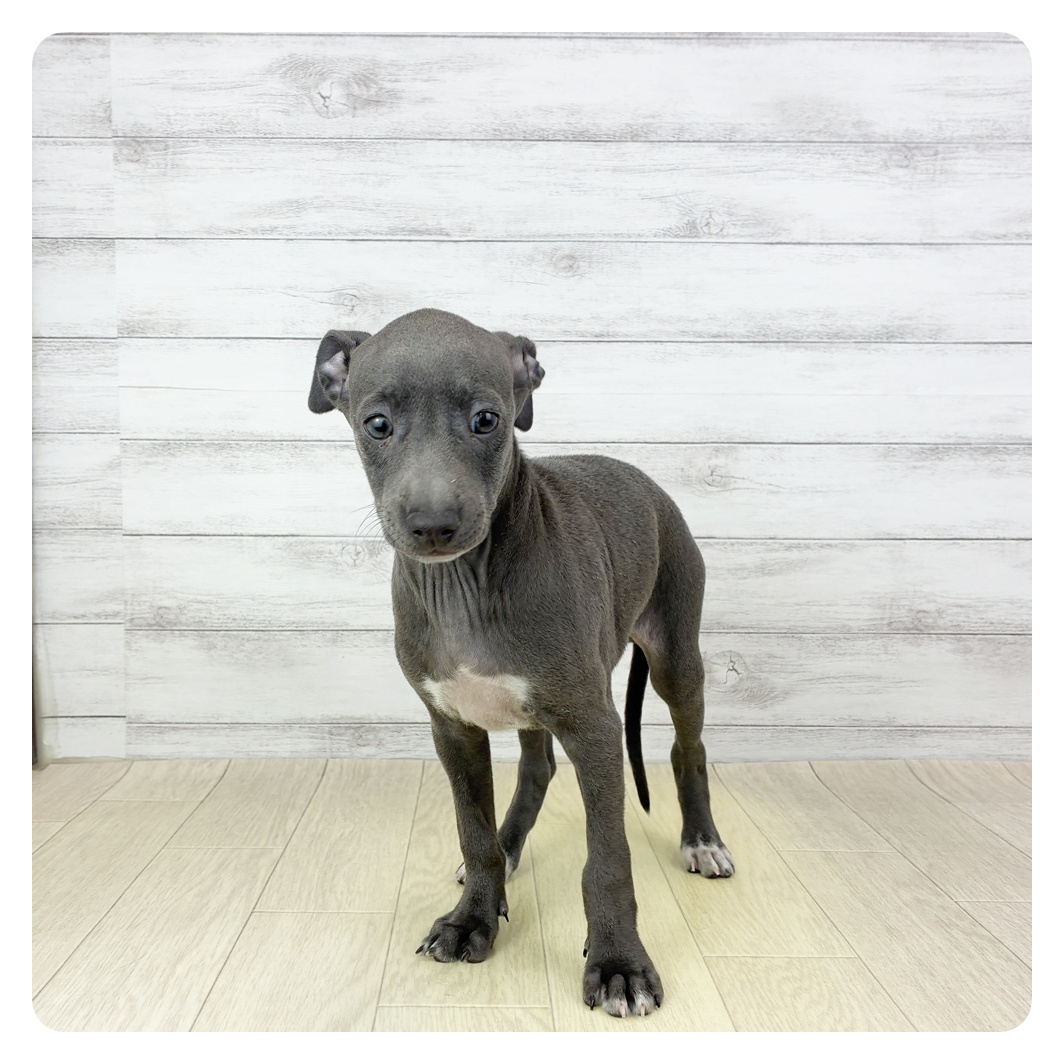 愛知県のイタリアングレーハウンド (犬の家＆猫の里春日井本店/2025年10月4日生まれ/女の子/ブルー、ホワイトマーキング)の子犬