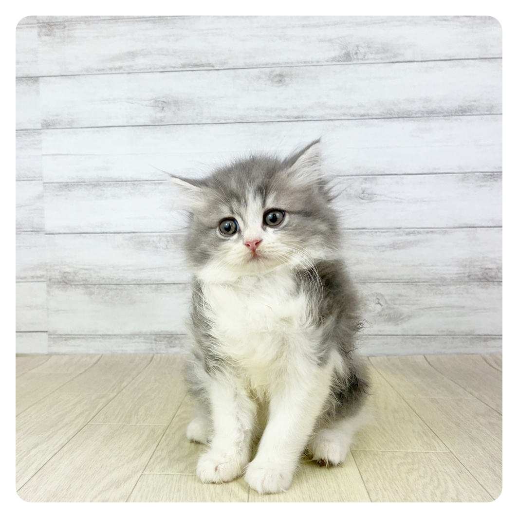 愛知県のミヌエット (犬の家＆猫の里一宮店/2025年9月25日生まれ/男の子/ブルーホワイト)の子猫