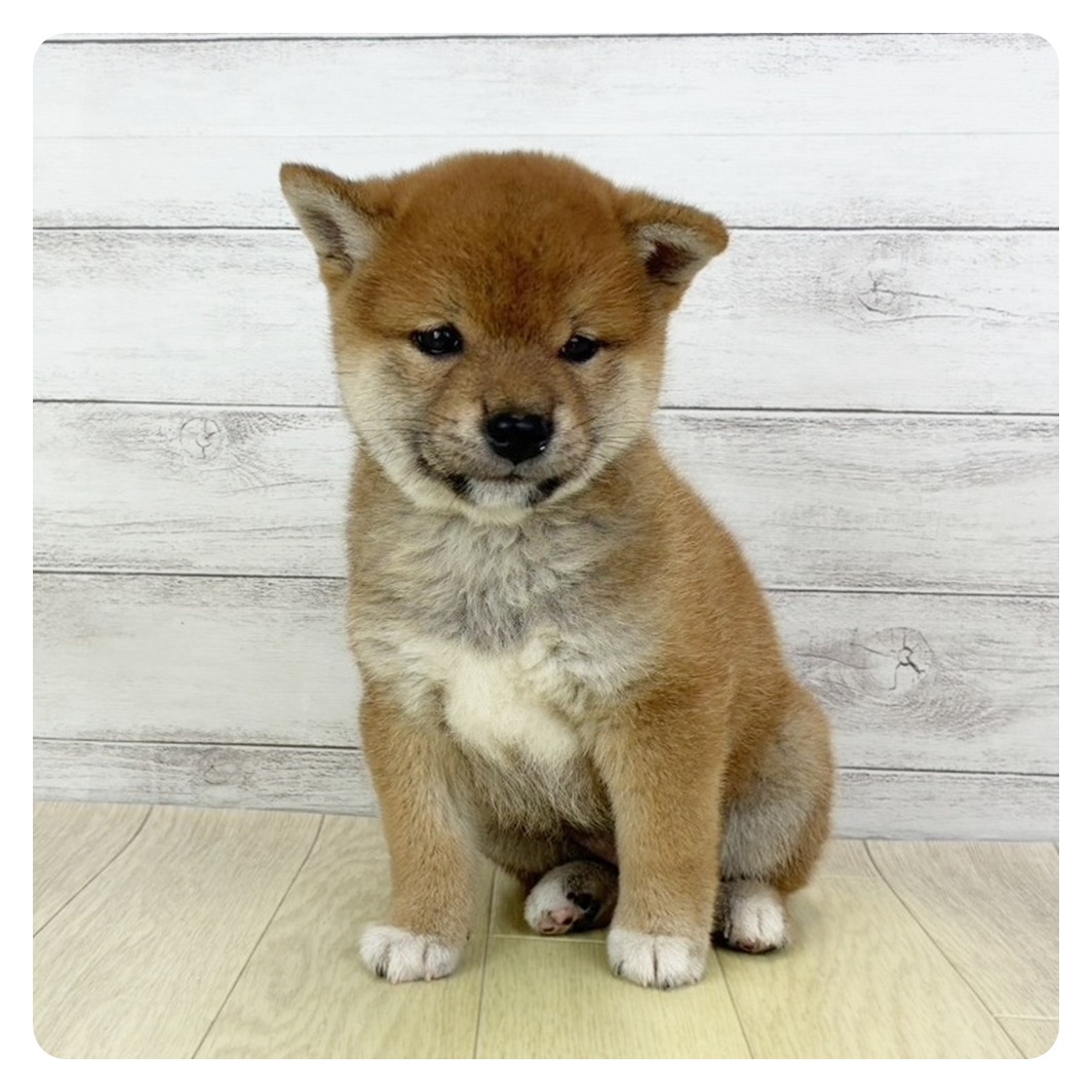 愛知県の柴犬(標準サイズ) (犬の家＆猫の里春日井本店/2025年9月27日生まれ/女の子/赤)の子犬