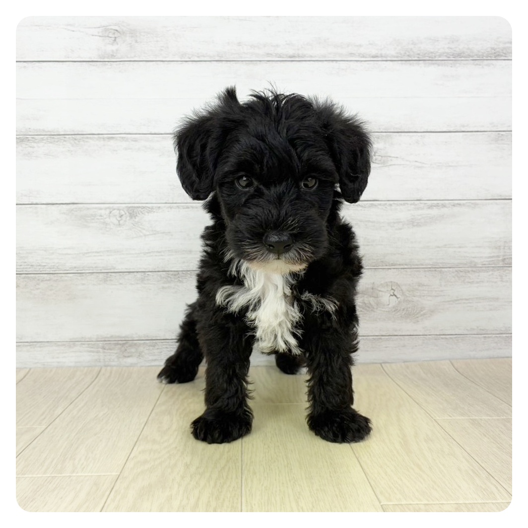 愛知県のシュナプー(シュナウザー×プードル) (犬の家＆猫の里春日井本店/2025年9月28日生まれ/男の子/ブラックシルバー)の子犬