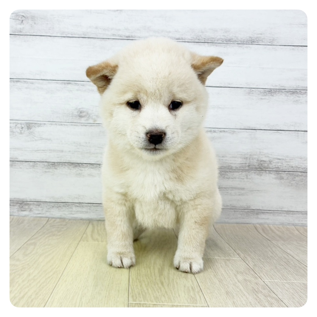 愛知県の柴犬(標準サイズ) (犬の家＆猫の里春日井本店/2025年9月27日生まれ/男の子/白)の子犬