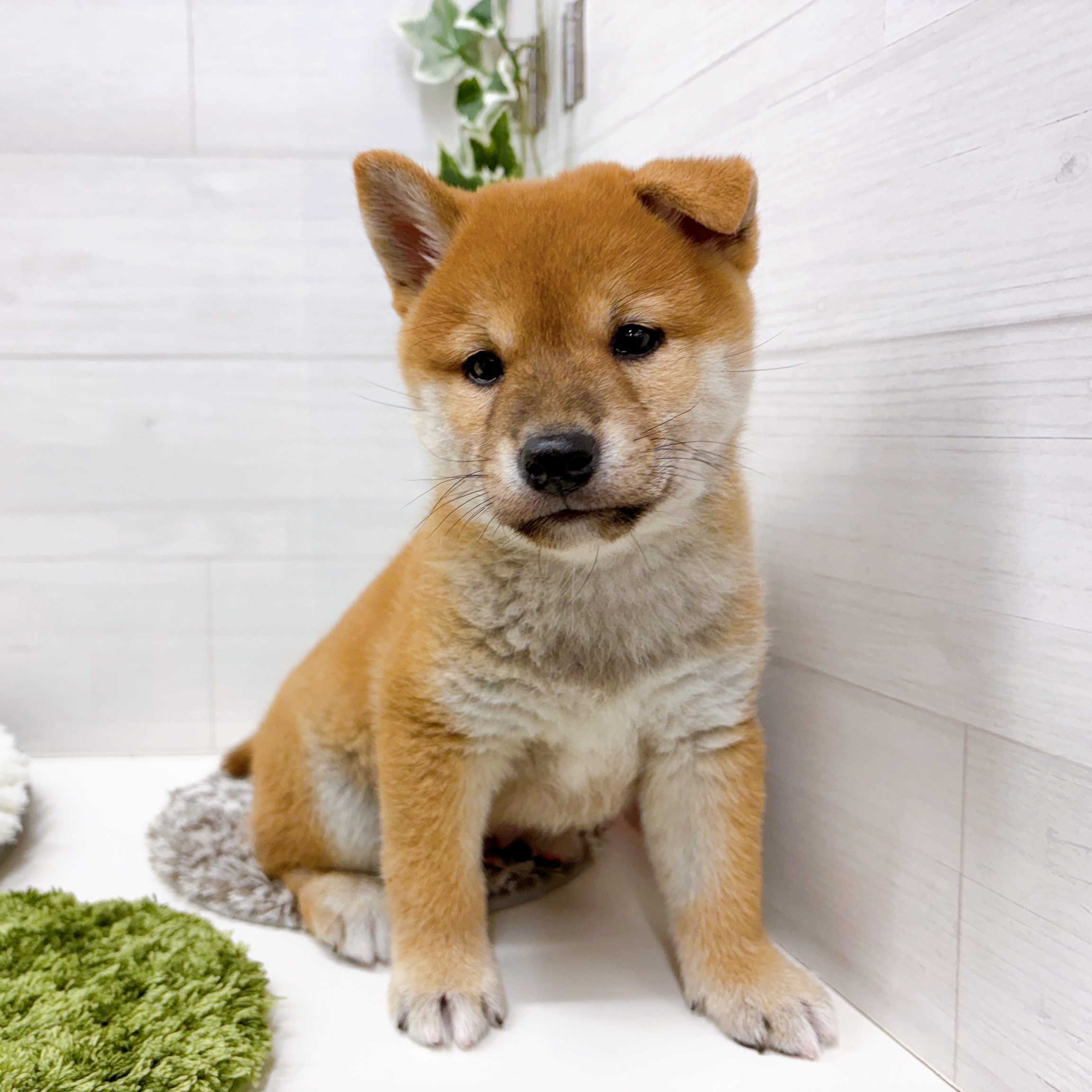 柴犬男の子の写真