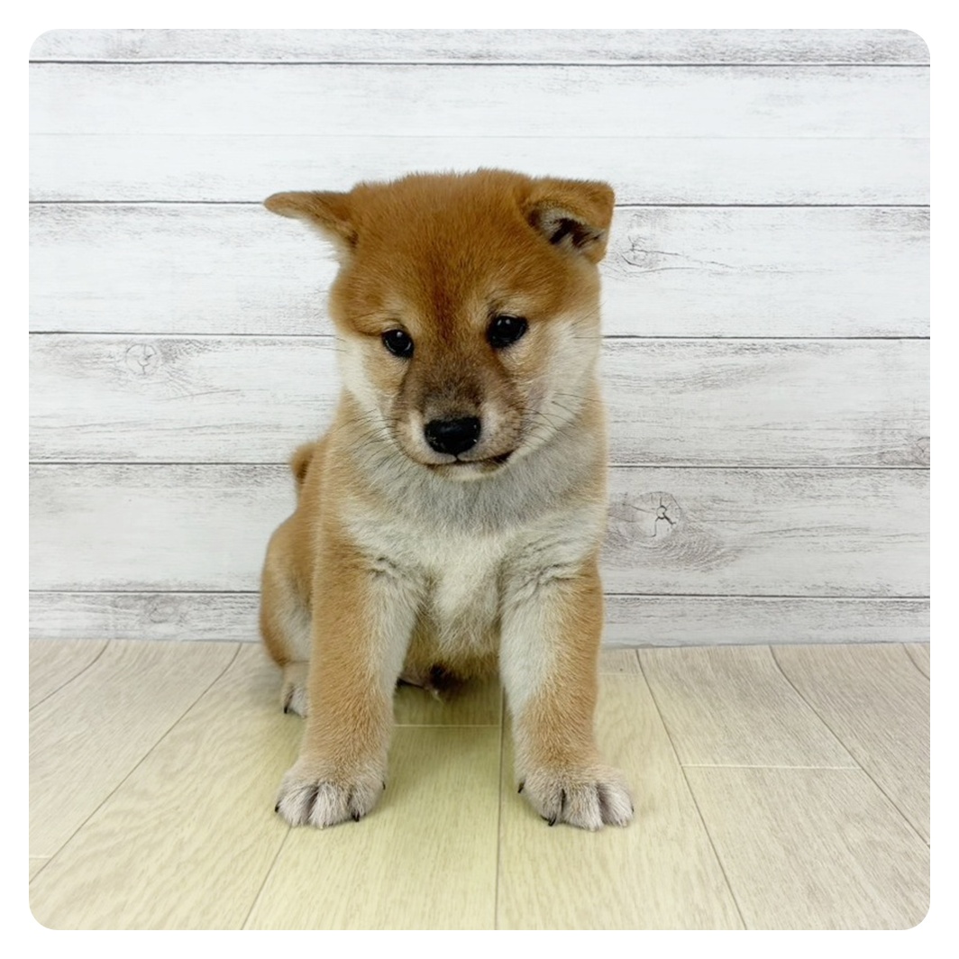 愛知県の柴犬(標準サイズ) (犬の家＆猫の里春日井本店/2025年10月5日生まれ/男の子/赤)の子犬