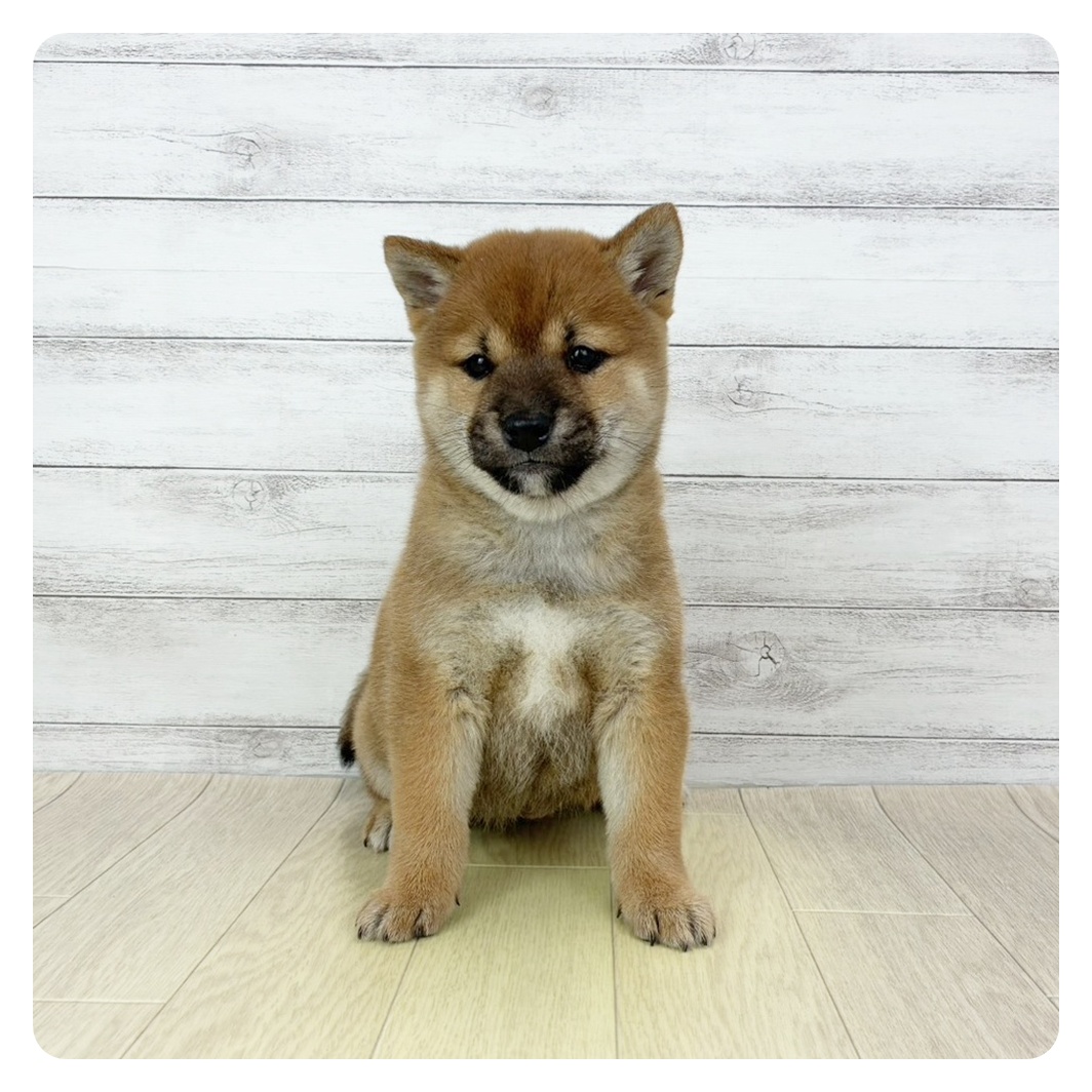 愛知県の柴犬(標準サイズ) (犬の家＆猫の里豊田店/2025年10月5日生まれ/女の子/赤)の子犬の4枚目の画像