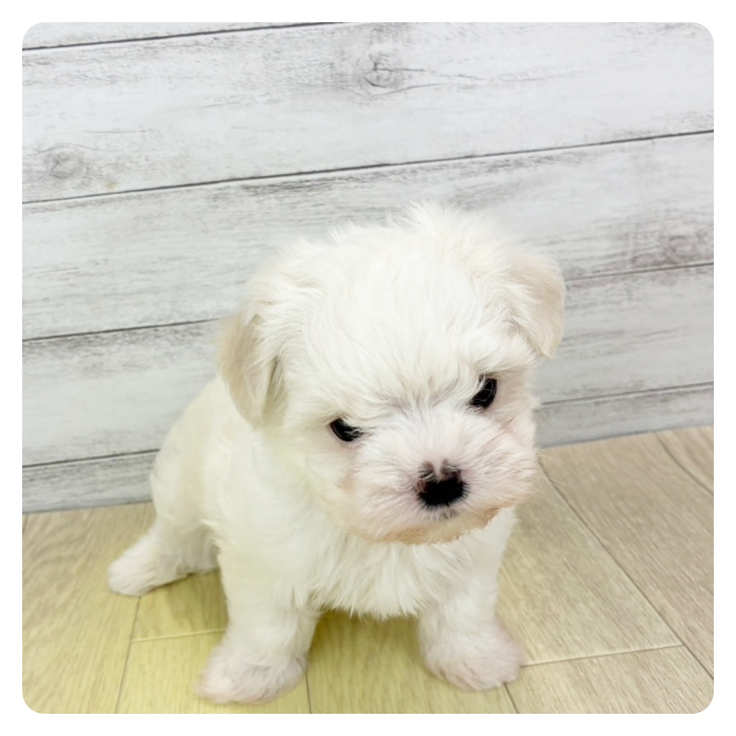 マルチーズ女の子の写真