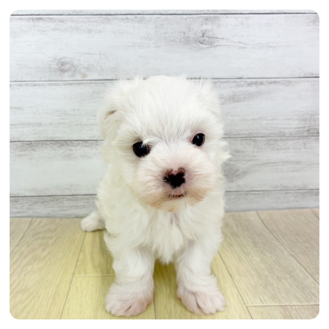 マルチーズ女の子の写真