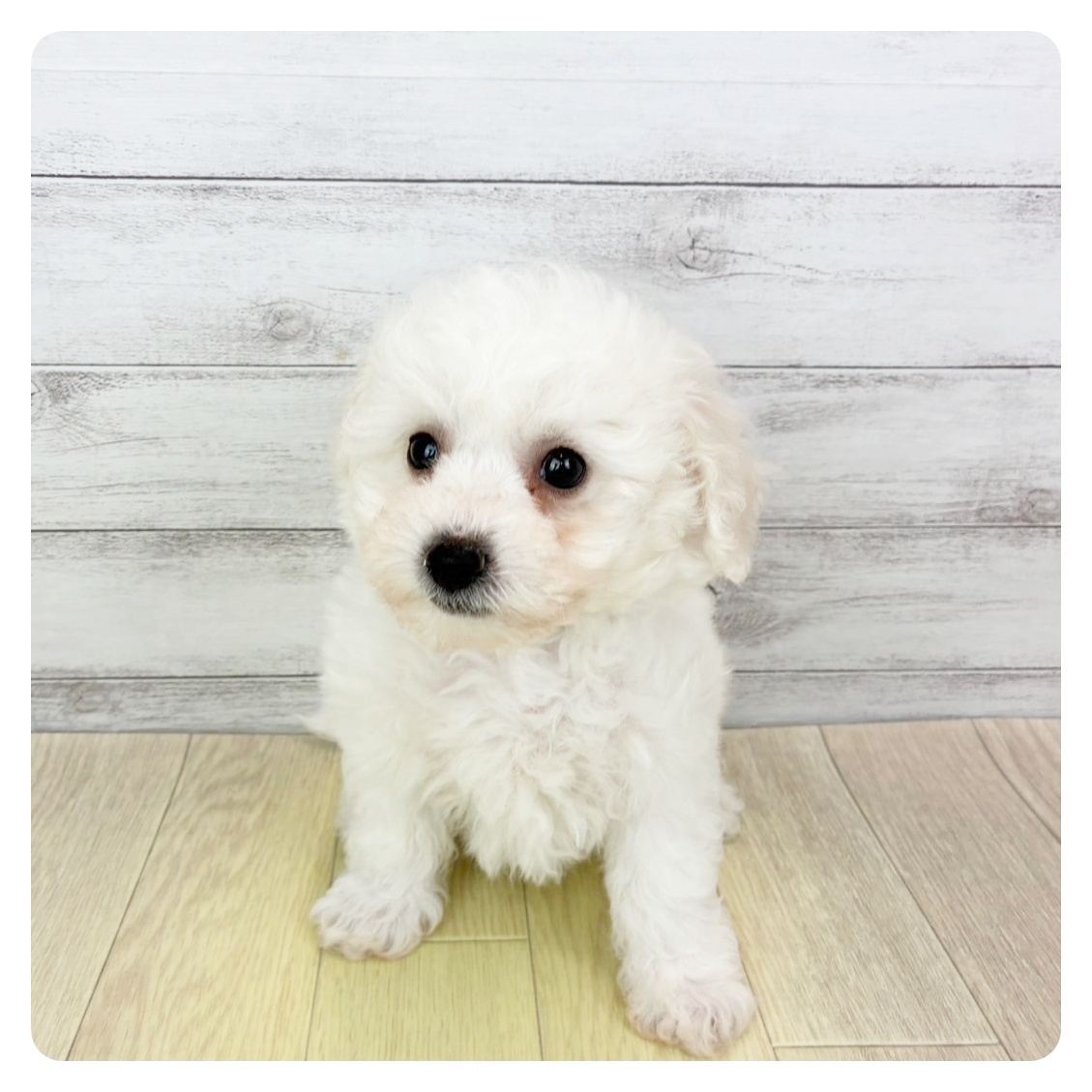 ビションフリーゼ男の子の写真