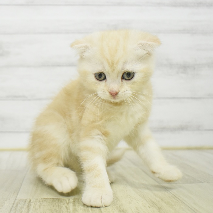 静岡県のスコティッシュフォールド (犬の家＆猫の里プレ葉ウォーク浜北店/2025年10月7日生まれ/女の子/クリームタビーホワイト)の子猫