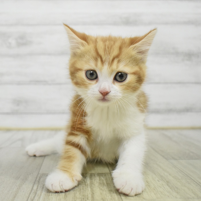 千葉県のスコティッシュフォールド (犬の家＆猫の里BIGHOPガーデンモール印西店/2025年10月7日生まれ/男の子/レッドタビーホワイト)の子猫