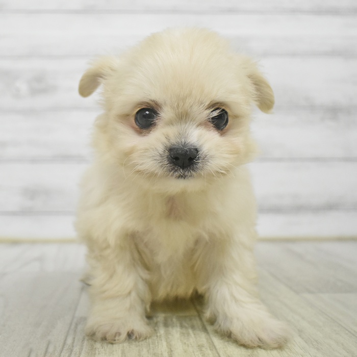 ハーフ犬女の子の写真