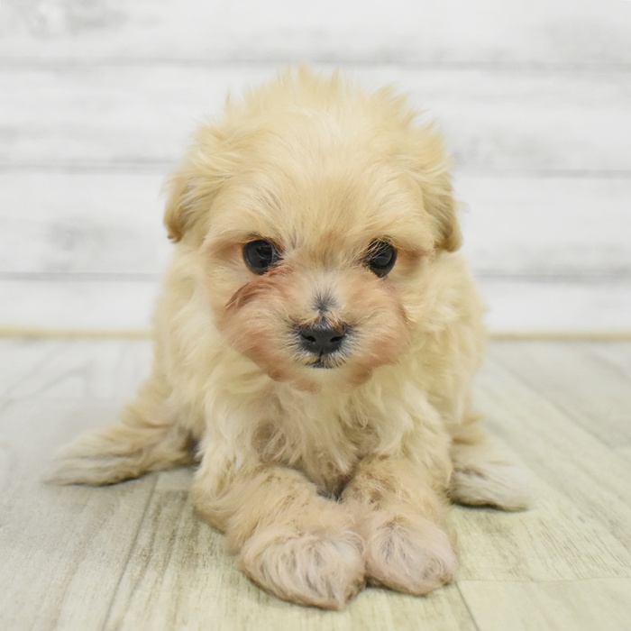 ハーフ犬男の子の写真