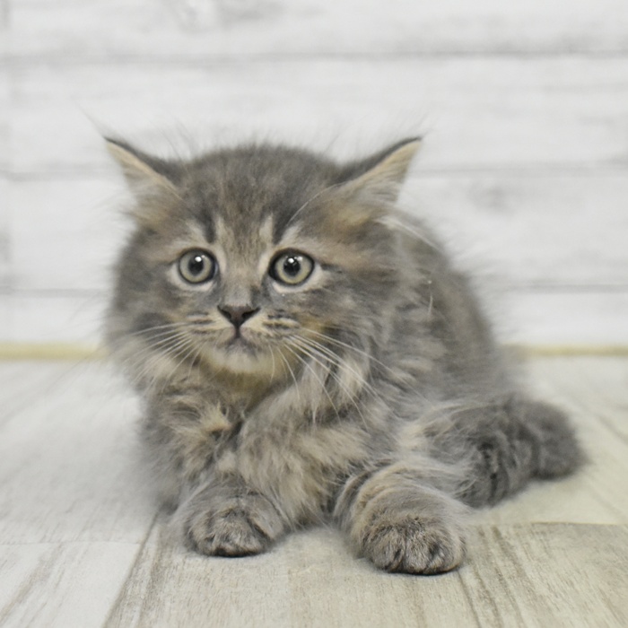 ミヌエット男の子の写真