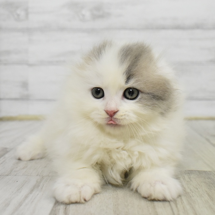 静岡県のスコティッシュフォールド (犬の家＆猫の里藤枝店/2025年10月7日生まれ/女の子/ブルーホワイト)の子猫