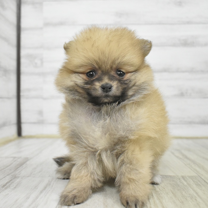 ポメラニアン女の子の写真