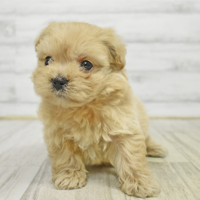 ハーフ犬男の子の写真