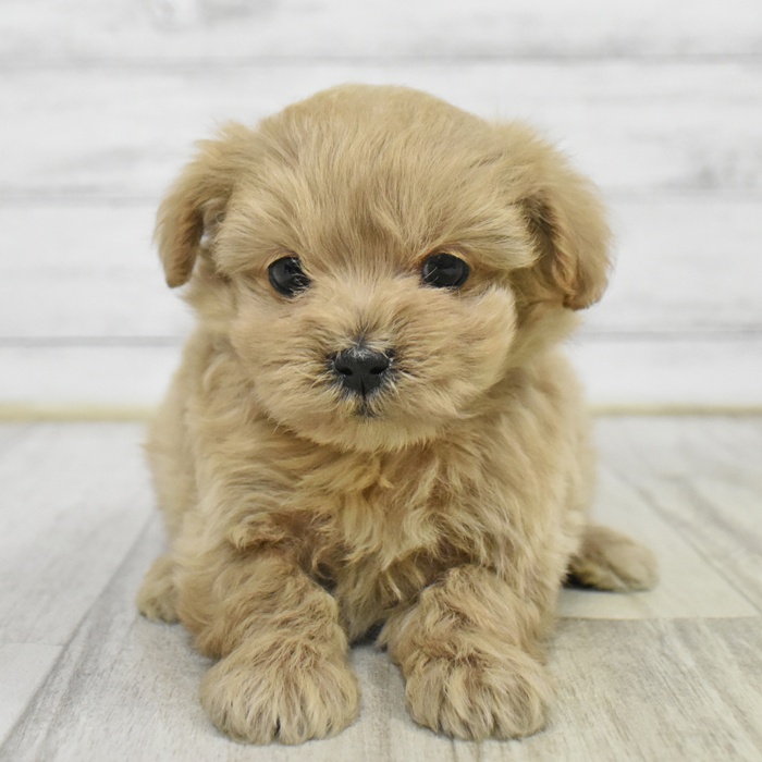 ハーフ犬男の子の写真