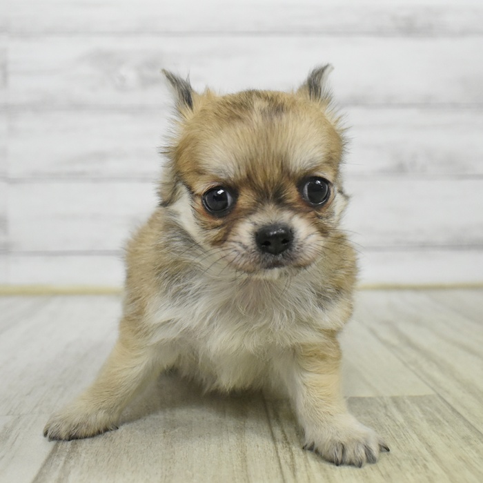 チワワ（ロング）男の子の写真