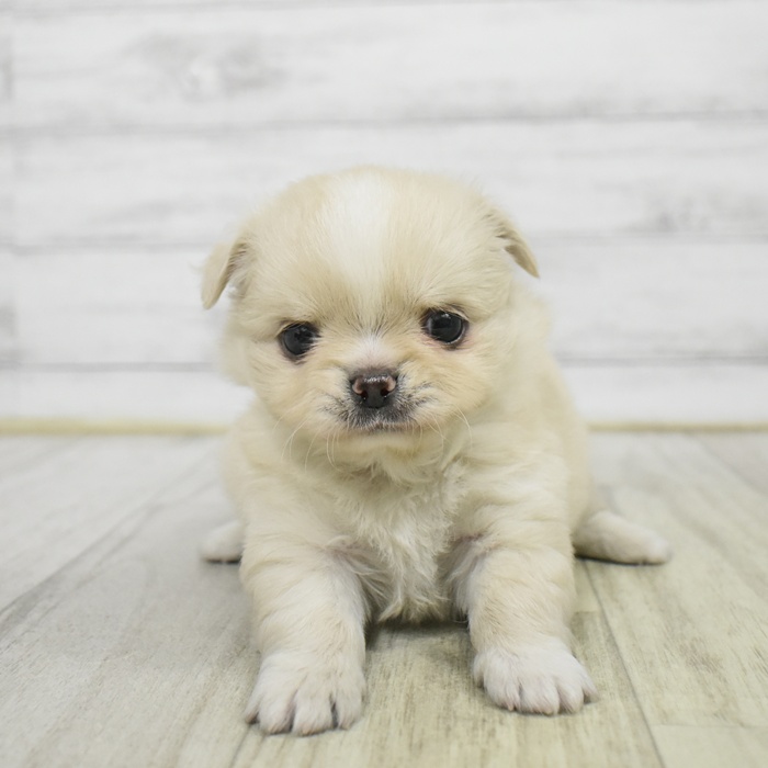 チワワ（ロング）男の子の写真