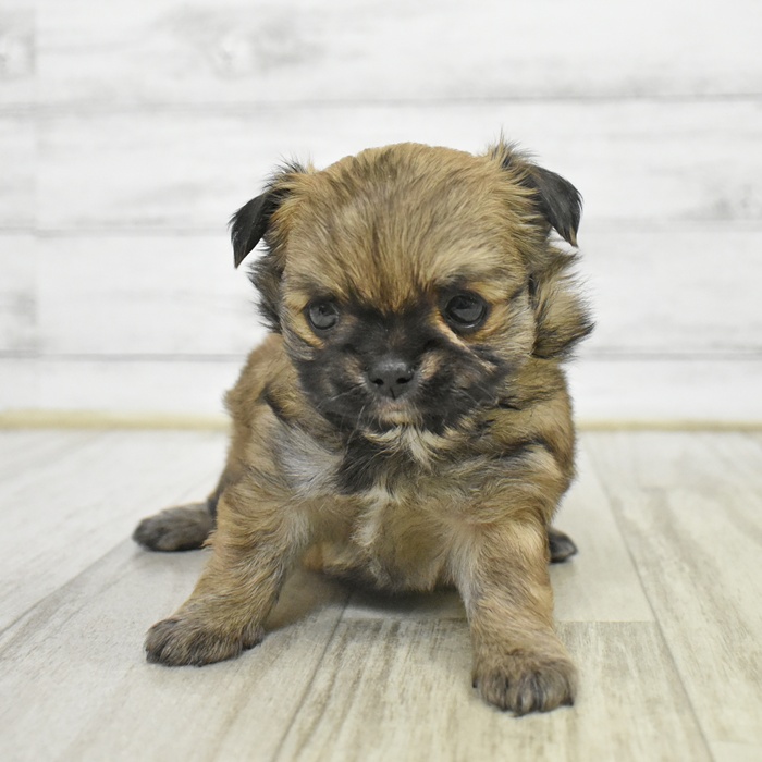 チワワ（ロング）女の子の写真
