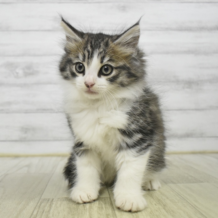 ノルウェージャンフォレストキャット男の子の写真