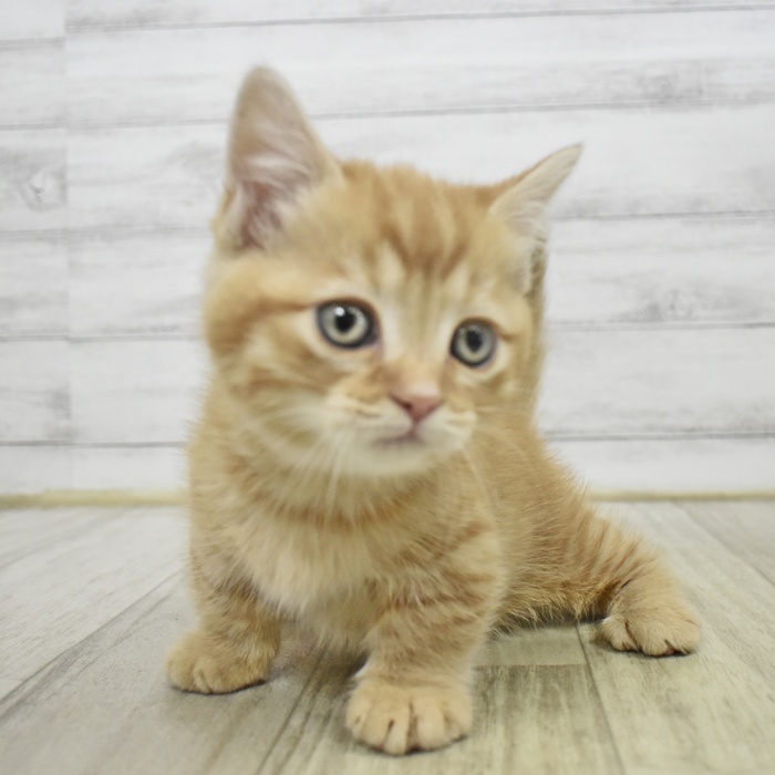 マンチカン女の子の写真