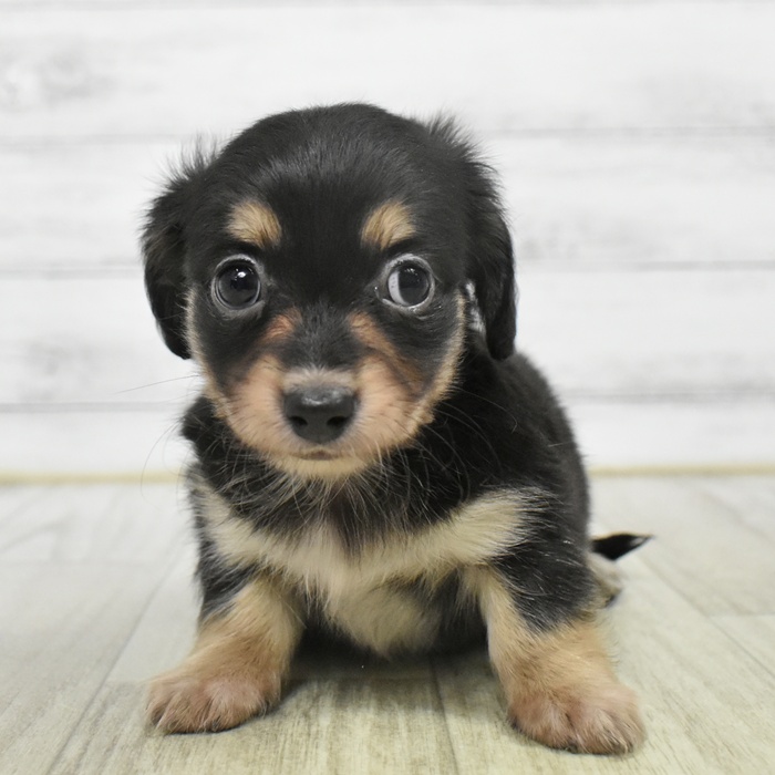 愛知県のチワックス(チワワ×ダックス) (犬の家＆猫の里春日井本店/2025年10月4日生まれ/男の子/ブラックタン)の子犬の2枚目の画像