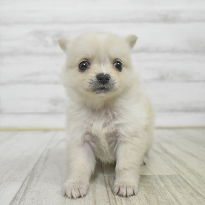 ハーフ犬女の子の写真