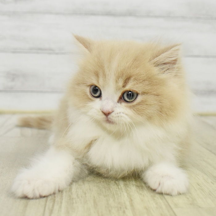 神奈川県のスコティッシュフォールド (犬の家＆猫の里元住吉ブレーメン通り店/2025年10月7日生まれ/男の子/クリームタビーホワイト)の子猫