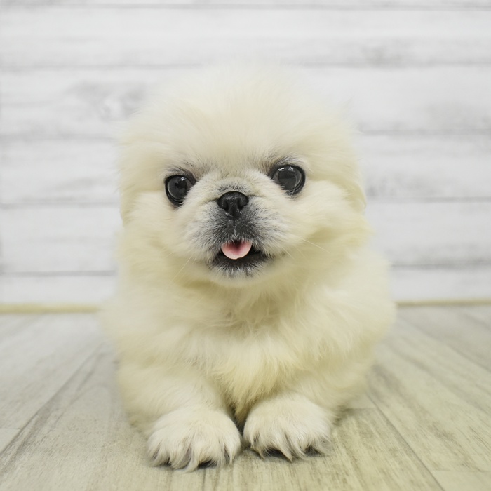 ペキニーズ女の子の写真