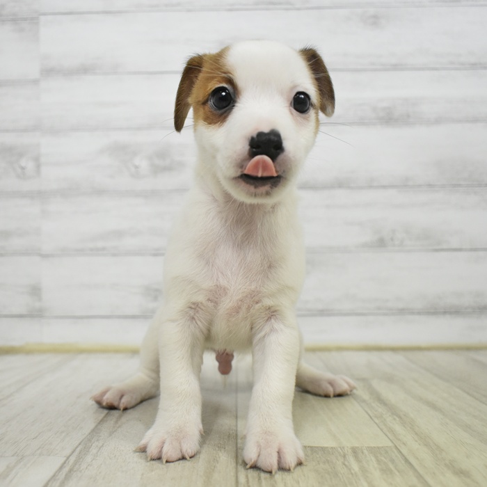 ジャックラッセルテリア男の子の写真
