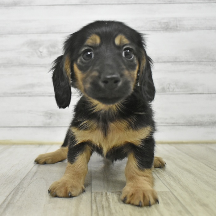 ミニチュアダックス女の子の写真