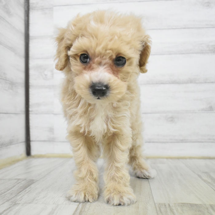 愛知県のビションプー(ビションフリーゼ×プードル) (犬の家＆猫の里豊田店/2025年10月4日生まれ/男の子/レッドホワイト)の子犬