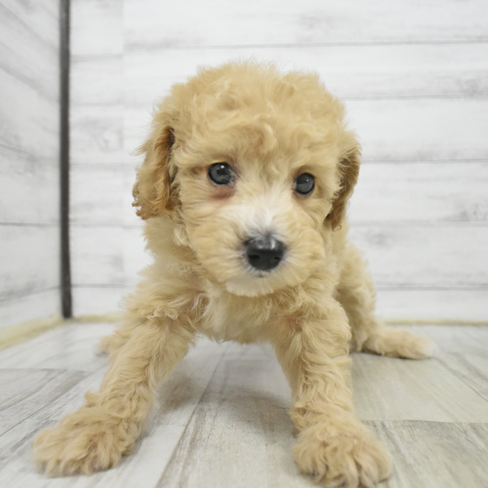 ハーフ犬女の子の写真