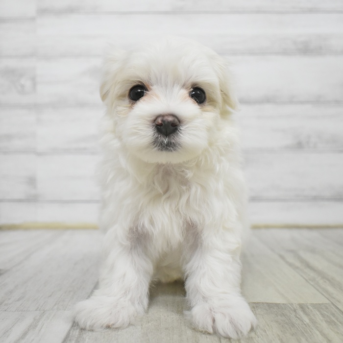 マルチーズ男の子の写真