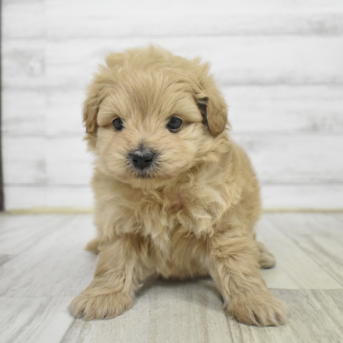 千葉県のポメプー(ポメラニアン×プードル) (犬の家＆猫の里BIGHOPガーデンモール印西店/2025年10月6日生まれ/男の子/アプリコット)の子犬