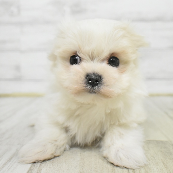 マルチーズ女の子の写真